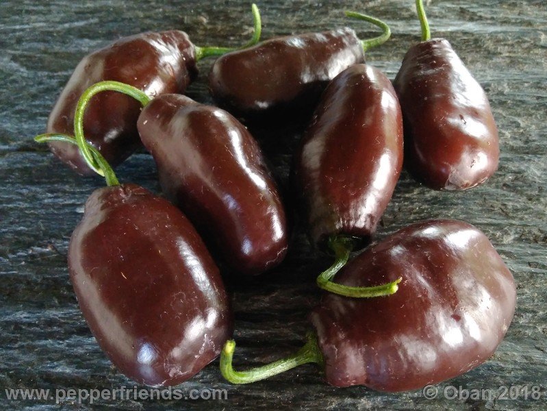 rocoto-brown_002_frutto_13.jpg