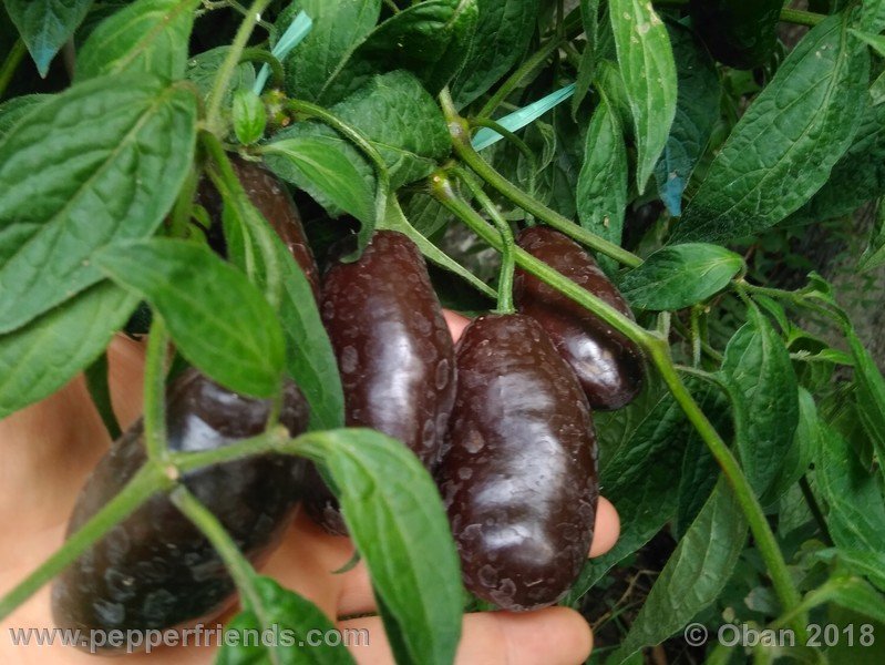 rocoto-brown_002_frutto_16.jpg