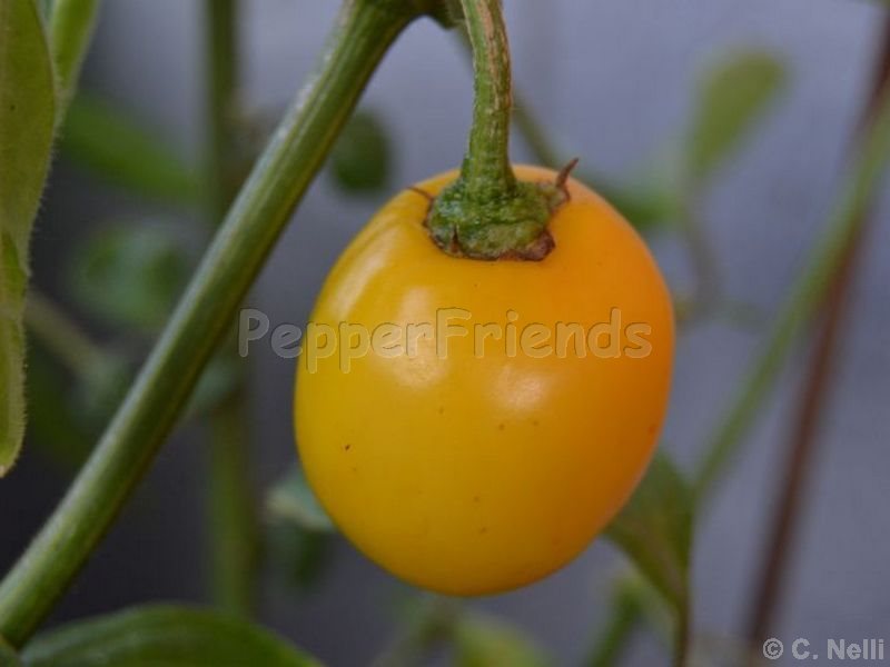 https://www.pepperfriends.org/uploads/rocoto-canario/001/rocoto-canario_001_frutto_02.jpg