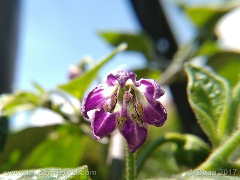 rocoto-chicon_001_fiore_06.jpg