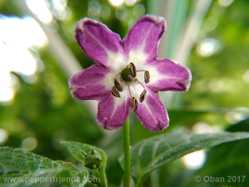 rocoto-chicon_001_fiore_07.jpg