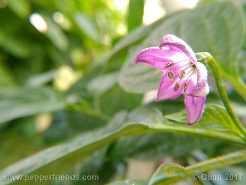 rocoto-chicon_001_fiore_08.jpg