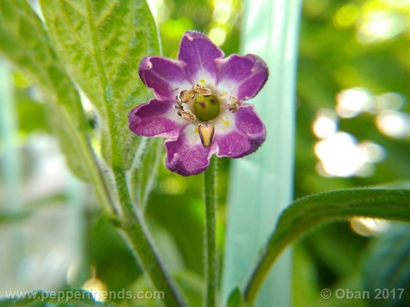 rocoto-chicon_001_fiore_09.jpg