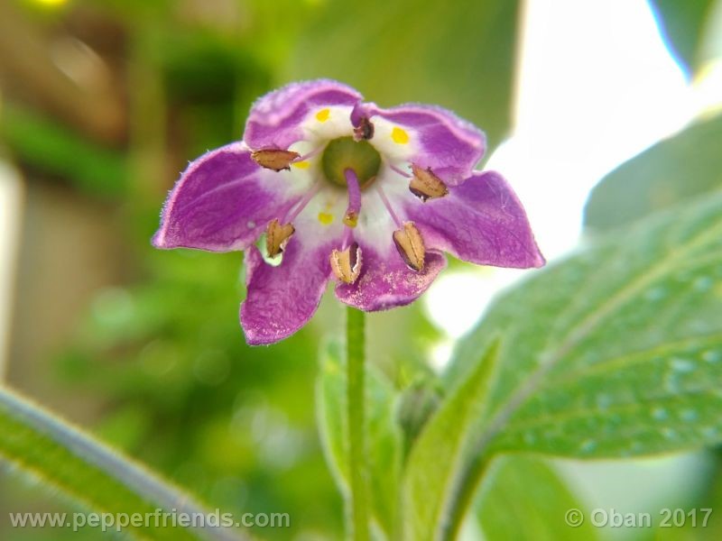 rocoto-chicon_001_fiore_10.jpg