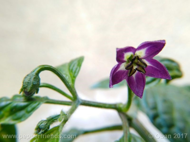 rocoto-chicon_001_fiore_15.jpg