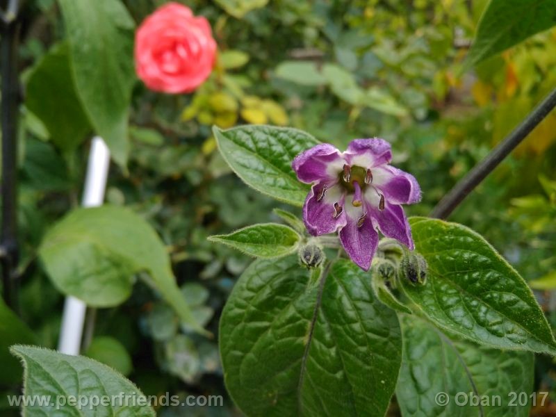 rocoto-chicon_001_fiore_17.jpg