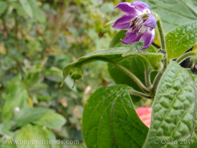 rocoto-chicon_001_fiore_19.jpg