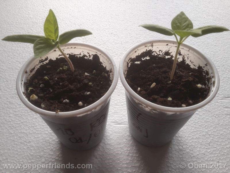 rocoto-chicon_001_pianta_03.jpg