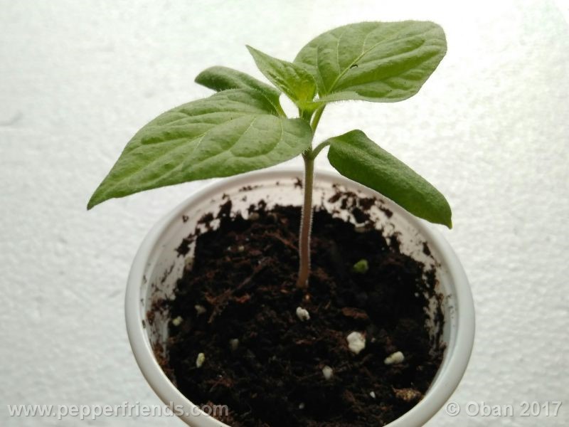 rocoto-chicon_001_pianta_05.jpg