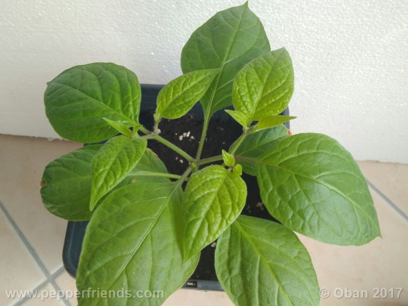 rocoto-chicon_001_pianta_10.jpg