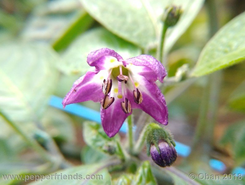 rocoto-chicon_002_fiore_01.jpg