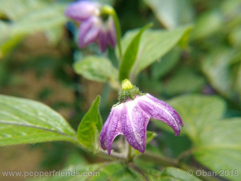 rocoto-chicon_002_fiore_02.jpg