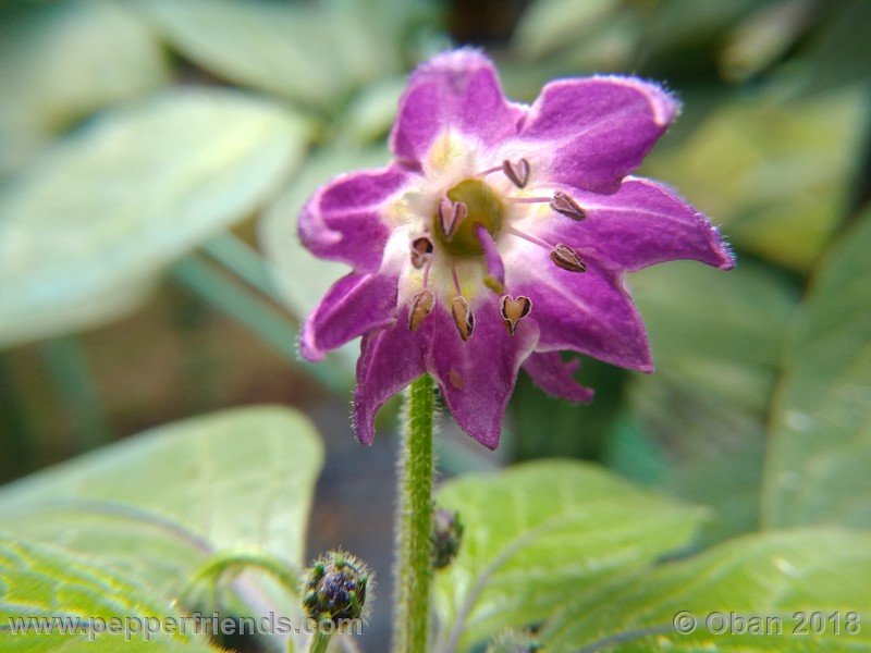 rocoto-chicon_002_fiore_03.jpg