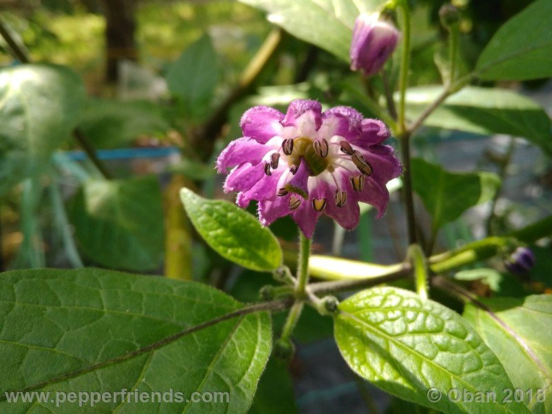 rocoto-chicon_002_fiore_05.jpg