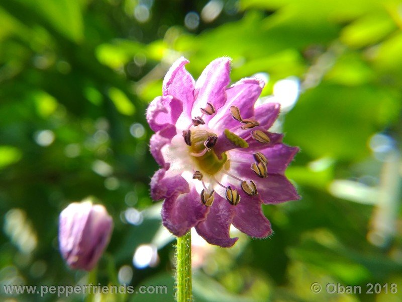 rocoto-chicon_002_fiore_06.jpg
