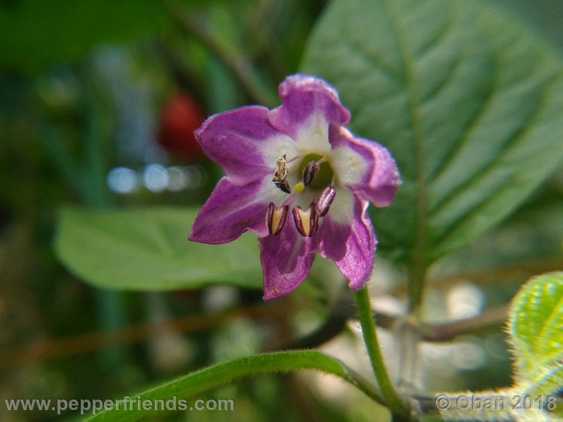 rocoto-chicon_002_fiore_07.jpg