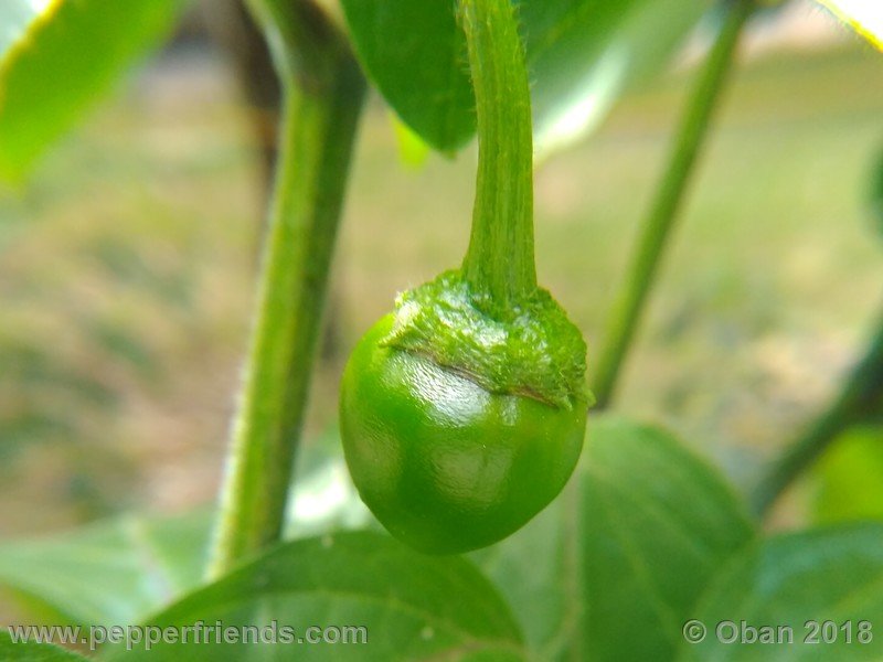 rocoto-chicon_002_frutto_01.jpg