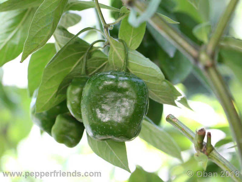 rocoto-chicon_002_frutto_03.JPG.a7e9ba889c87c1796afe588dde1912e1.JPG
