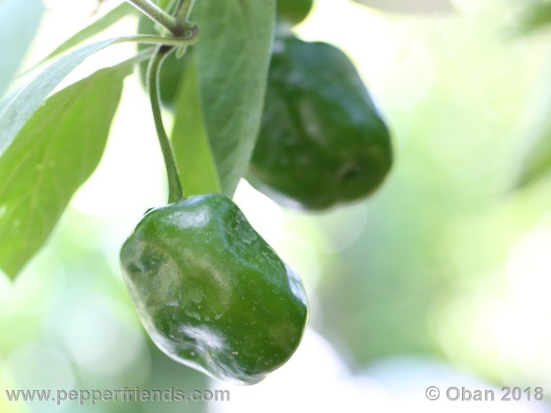 rocoto-chicon_002_frutto_04.JPG.753f53db959b17578ad19666f524bc6b.JPG
