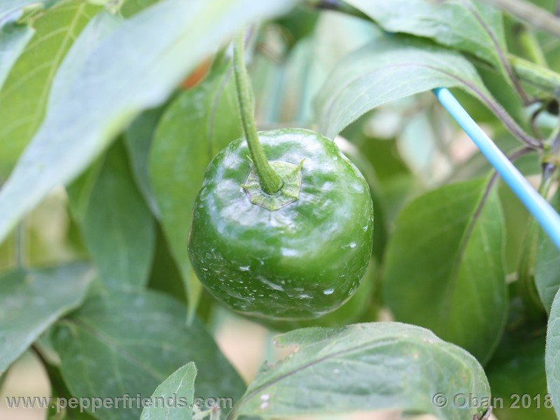 rocoto-chicon_002_frutto_05.JPG.72687441cbd0ec2a2423551ba08e84a9.JPG
