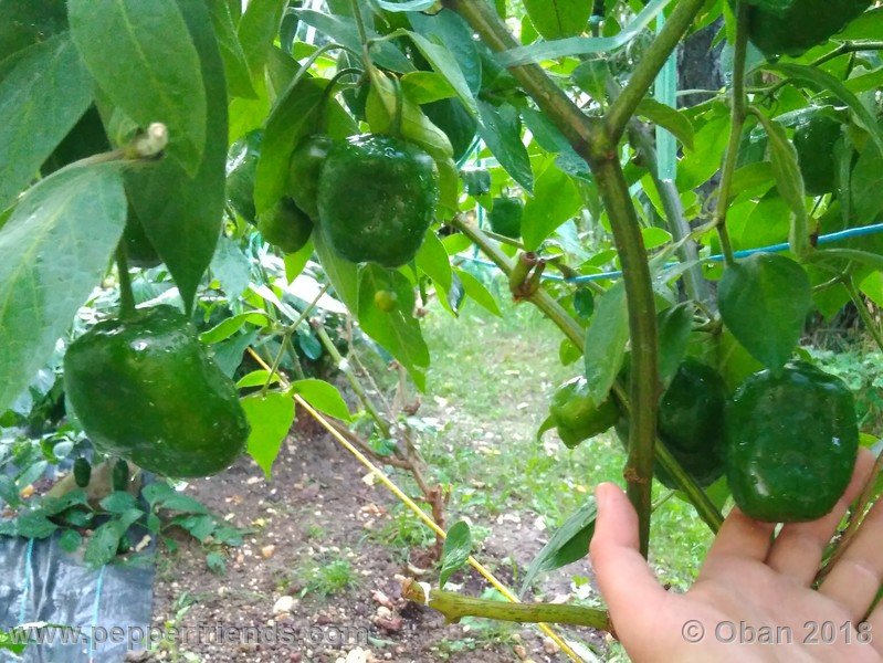rocoto-chicon_002_frutto_06.jpg