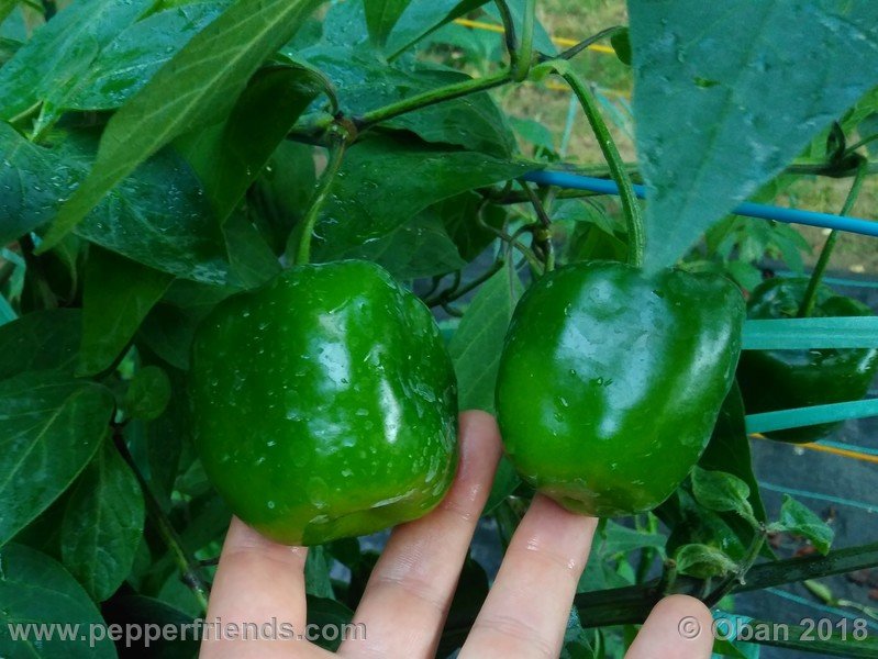 rocoto-chicon_002_frutto_07.jpg