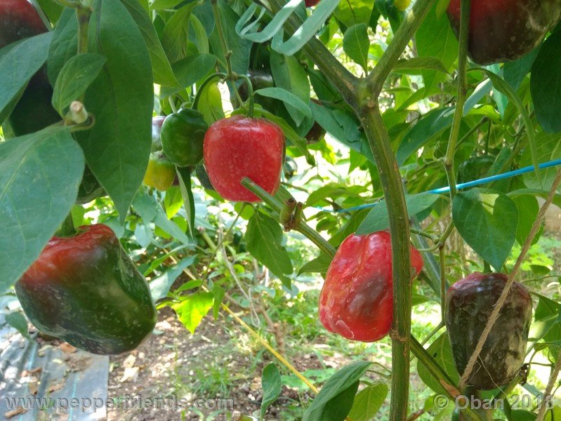 rocoto-chicon_002_frutto_08.jpg