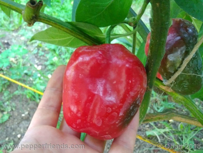 rocoto-chicon_002_frutto_09.jpg