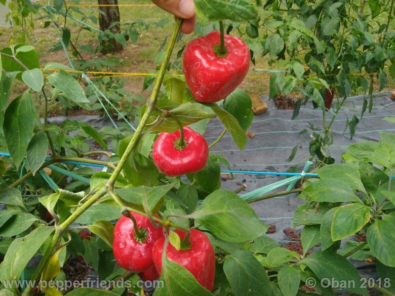 rocoto-chicon_002_frutto_10.jpg