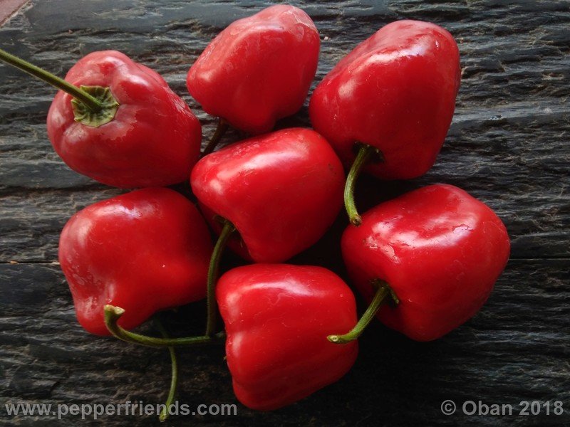 rocoto-chicon_002_frutto_11.jpg