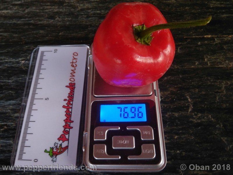 rocoto-chicon_002_frutto_12.jpg