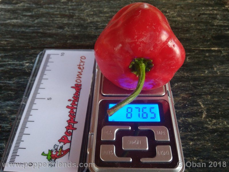 rocoto-chicon_002_frutto_13.jpg