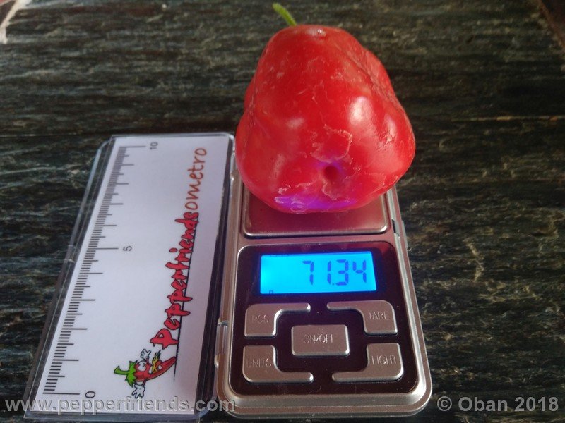 rocoto-chicon_002_frutto_14.jpg
