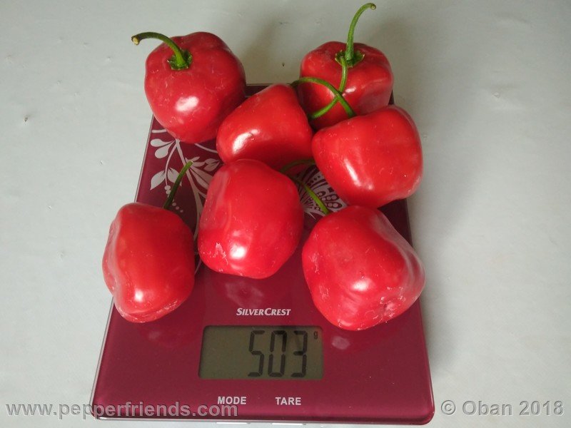rocoto-chicon_002_frutto_15.jpg