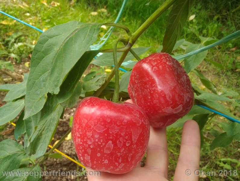 rocoto-chicon_002_frutto_17.jpg