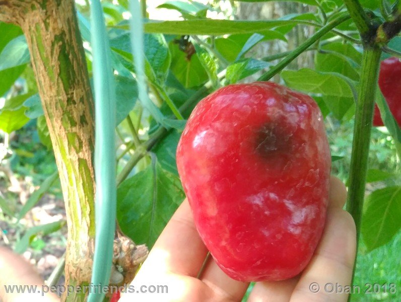 rocoto-chicon_002_frutto_18.jpg