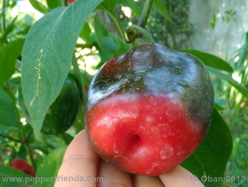 rocoto-chicon_002_frutto_19.jpg
