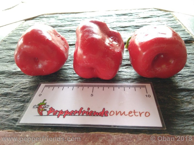 rocoto-chicon_002_frutto_20.jpg