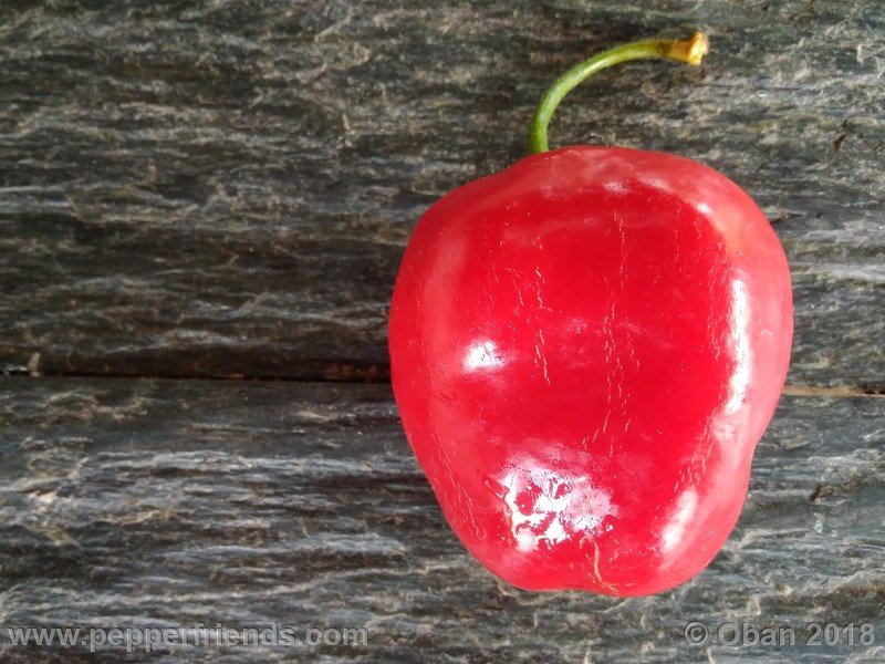 rocoto-chicon_002_frutto_21.jpg