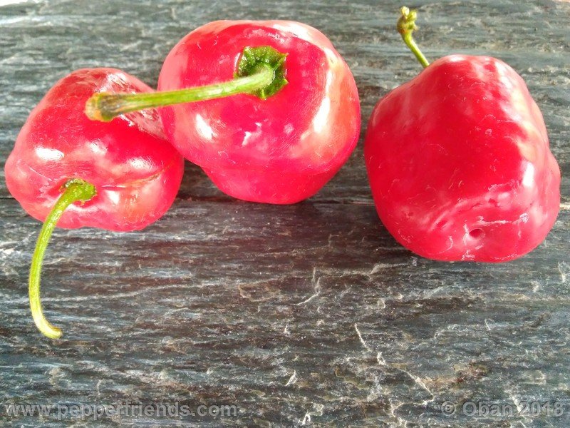 rocoto-chicon_002_frutto_22.jpg