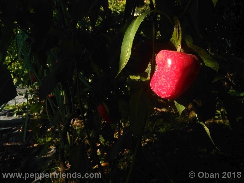 rocoto-chicon_002_frutto_23.jpg