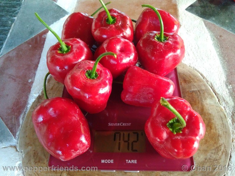 rocoto-chicon_002_frutto_24.jpg