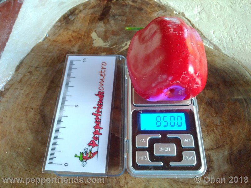 rocoto-chicon_002_frutto_27.jpg