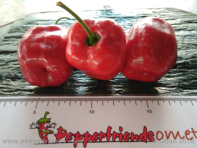 rocoto-chicon_002_frutto_28.jpg