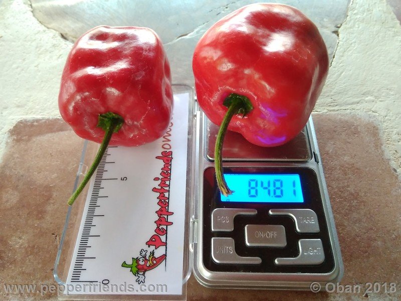 rocoto-chicon_002_frutto_29.jpg