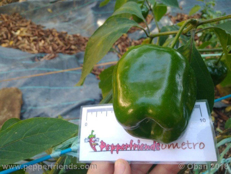 rocoto-chicon_002_frutto_30.jpg
