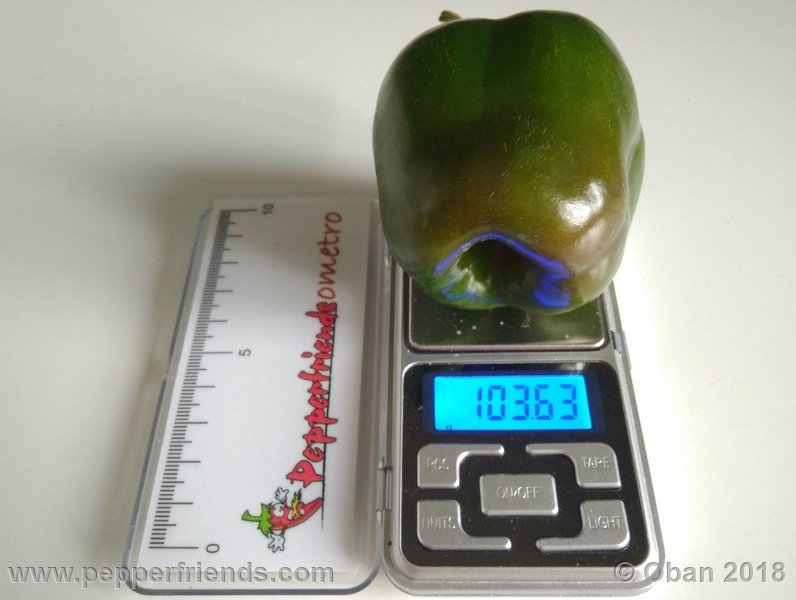 rocoto-chicon_002_frutto_31.jpg