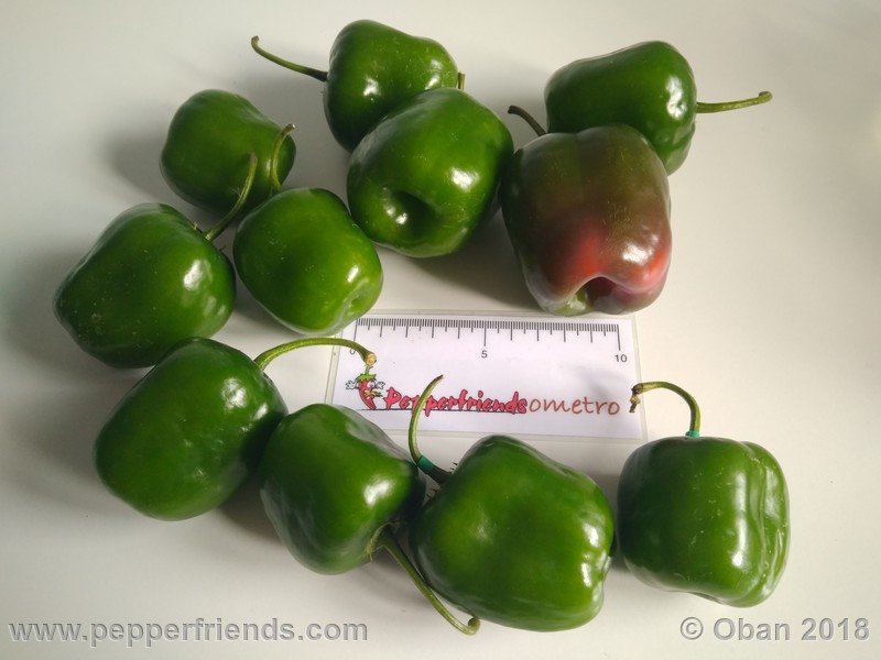 rocoto-chicon_002_frutto_32.jpg