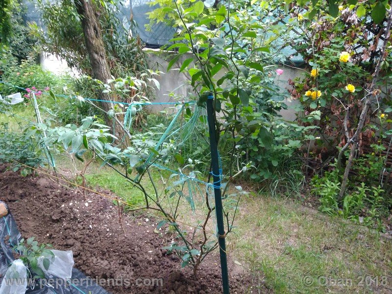 rocoto-chicon_002_pianta_02.jpg