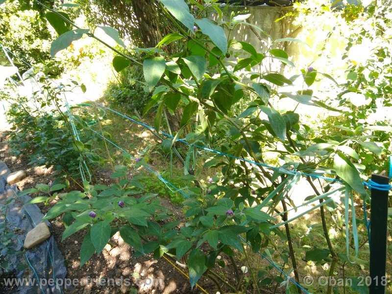 rocoto-chicon_002_pianta_03.jpg